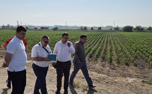 Lebap Velayat of Turkmenistan: how agriculture will be adapted to climate change with help of the GEF-8, FAO project