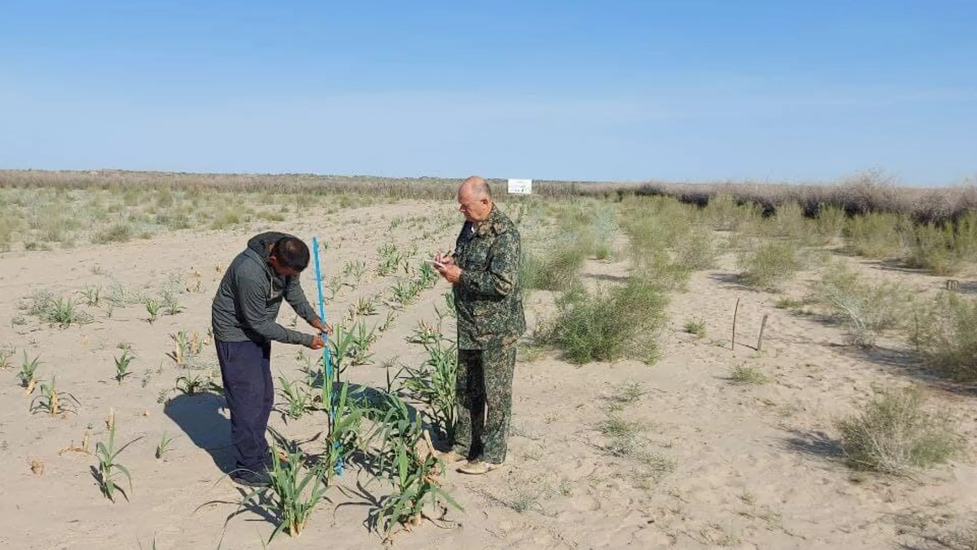 A new species of plant is being planted at the bottom of the Aral Sea